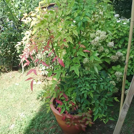 Apartament Donna *